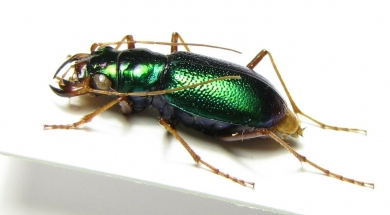 Megacephala blackburni, female  Australia - INSECTS-STORE.RU