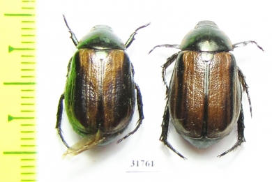 Anomala lineatopennis  Nepal - INSECTS-STORE.RU