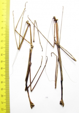 Phasmatodea sp., male  Panama 130mm - INSECTS-STORE.RU