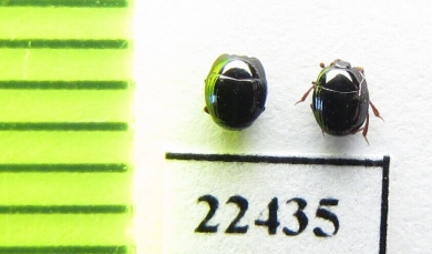 Histeridae sp.  Peru - INSECTS-STORE.RU