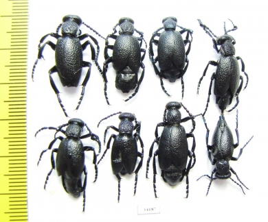 Meloe proscarabaeus, pair  Russia, Moscow - INSECTS-STORE.RU