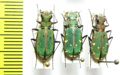 Cicindela turkestanica gissariensis, pair  Tajikistan - INSECTS-STORE.RU