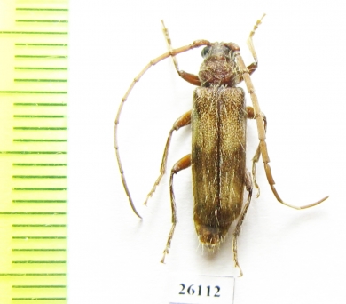 Cerambycidae sp.  South Africa Rep. - INSECTS-STORE.RU