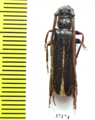 Cerambycidae sp.  Zambia - INSECTS-STORE.RU