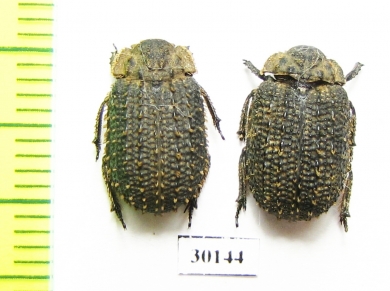 Trogidae sp.  Namibia - INSECTS-STORE.RU