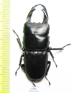 Dorcus reichei  Myanmar 43mm - INSECTS-STORE.RU