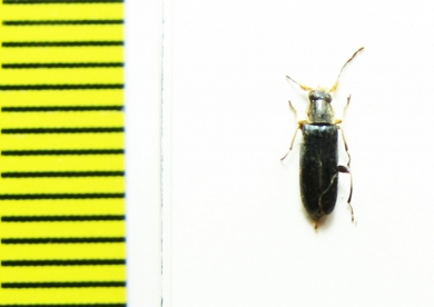 Osphya aerata  Iran, Mazandaran prov. - INSECTS-STORE.RU