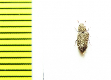 Zopheridae sp.  Peru - INSECTS-STORE.RU