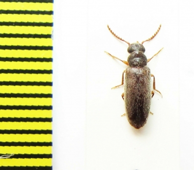 Oedemeridae sp.?  Argentina - INSECTS-STORE.RU