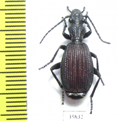 Triaenogenius sp.  Tanzania - INSECTS-STORE.RU