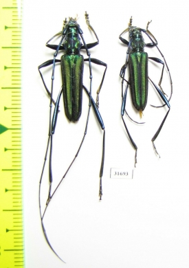 Cerambycidae sp., pair  Indonesia, Ceram isl. - INSECTS-STORE.RU