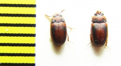 Platydema sericeum, pair  Cambodia - INSECTS-STORE.RU