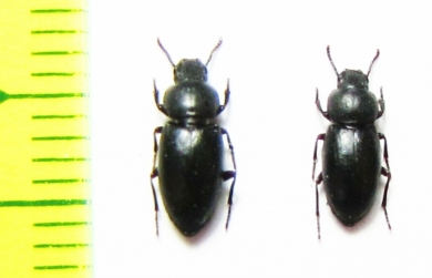 Psammocryptus minutus  Russia, Astrakhan reg. - INSECTS-STORE.RU