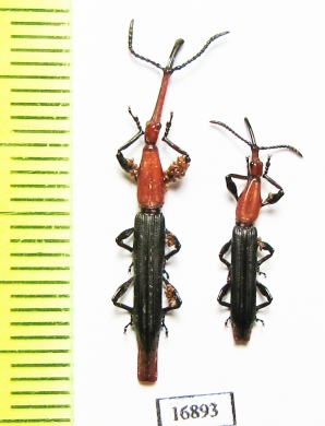 Brentidae sp.  Indonesia, Papua - INSECTS-STORE.RU
