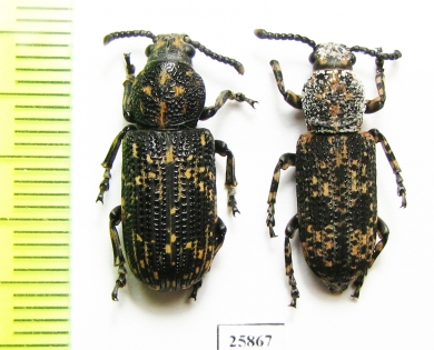 Anthribidae sp.  South Africa Rep. - INSECTS-STORE.RU