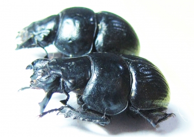 Lethrus superbus, pair  Uzbekistan - INSECTS-STORE.RU