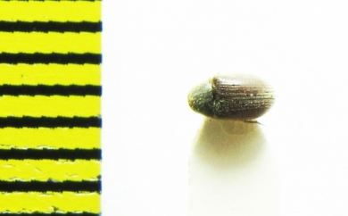 Dorcatoma sp.?  India, Rajasthan - INSECTS-STORE.RU