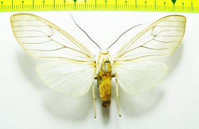 Erebidae sp.  Bolivia - INSECTS-STORE.RU