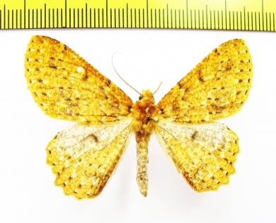 Geometridae sp.  Nepal - INSECTS-STORE.RU