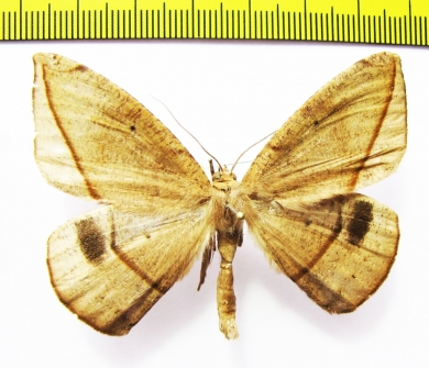 Oxydia distichata  Peru - INSECTS-STORE.RU