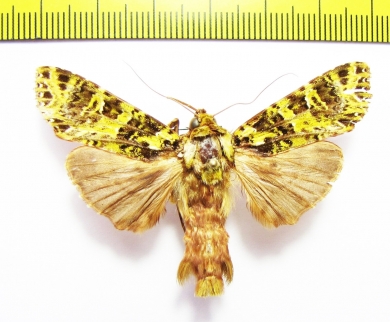 Noctuidae sp.  Philippines - INSECTS-STORE.RU