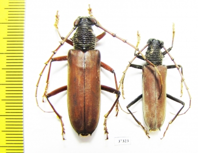 Cerambycidae sp.  Ecuador - INSECTS-STORE.RU