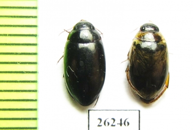 Dytiscidae sp.  Iran, Markazi prov. - INSECTS-STORE.RU