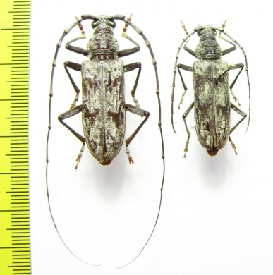Aeolesthes sarta, pair  Tajikistan - INSECTS-STORE.RU