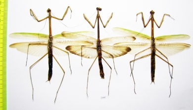 Mantodea sp.  Indonesia, Kalimantan - INSECTS-STORE.RU