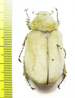 Melolonthinae sp.  China, Shaanxi prov. - INSECTS-STORE.RU