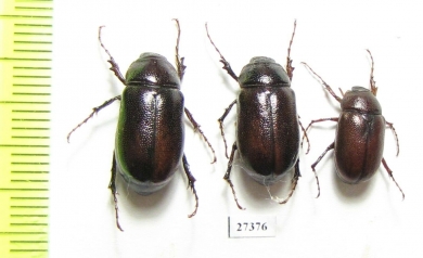 Melolonthinae sp.  South Africa Rep. - INSECTS-STORE.RU