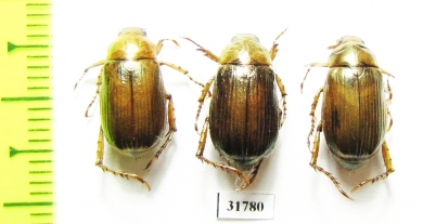 Rutelinae sp.  Nepal - INSECTS-STORE.RU