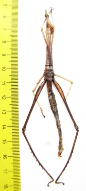 Phasmatodea sp.  Panama - INSECTS-STORE.RU