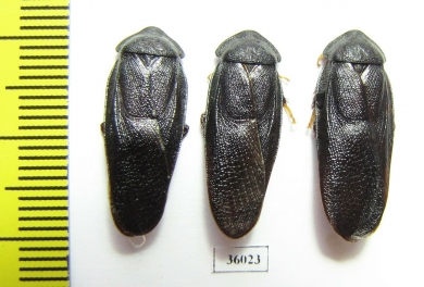 Blattodea sp.  Thailand - INSECTS-STORE.RU