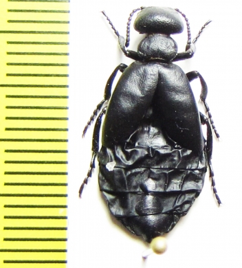 Meloe sp.  Tajikistan - INSECTS-STORE.RU