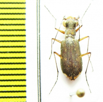 Cicindelinae sp.  Malawi - INSECTS-STORE.RU