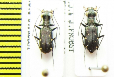 Cylindera sp.  Nepal - INSECTS-STORE.RU