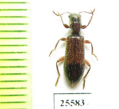 Cleridae sp.  South Africa Rep. - INSECTS-STORE.RU