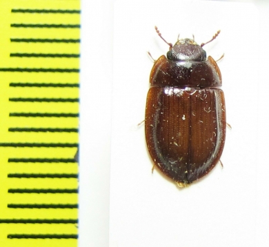 Trogossitidae sp.  Indonesia, Papua - INSECTS-STORE.RU