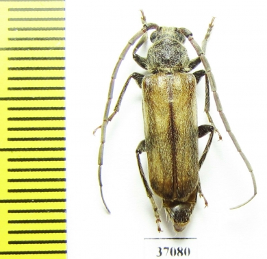 Cerambycidae sp.  South Africa Rep. - INSECTS-STORE.RU