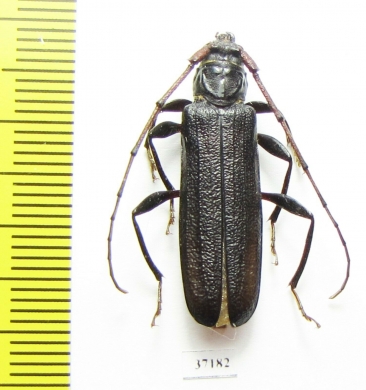 Cerambycidae sp.  Zambia - INSECTS-STORE.RU