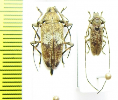 Cerambycidae sp.  Congo - INSECTS-STORE.RU