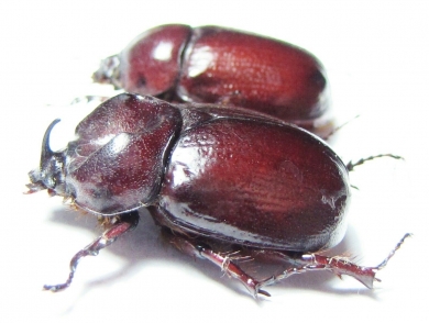 Phyllognathus excavatus, pair  Tunis - INSECTS-STORE.RU
