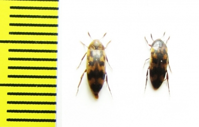 Orchesia undulata  Russia, Belgorod reg. - INSECTS-STORE.RU