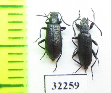 Oedemeridae sp.?  South Africa Rep. - INSECTS-STORE.RU