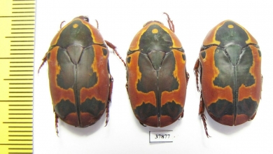 Pachnoda trimaculata - INSECTS-STORE.RU