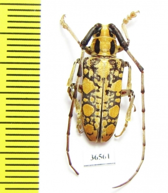 Cerambycidae sp., Thailand - INSECTS-STORE.RU