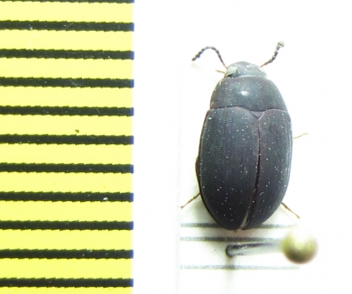 Platydema tricuspis  Cambodia - INSECTS-STORE.RU