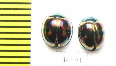 Tenebrionidae sp.  Indonesia, Kalimantan - INSECTS-STORE.RU