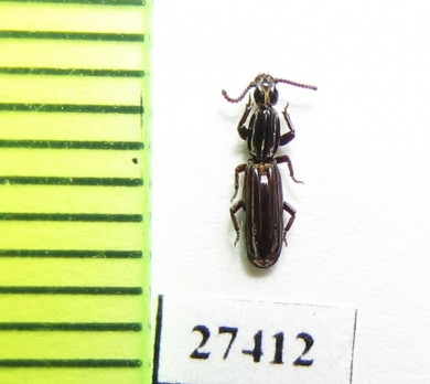 Rhyzodiastes bipunctatus  Solomon isls. - INSECTS-STORE.RU